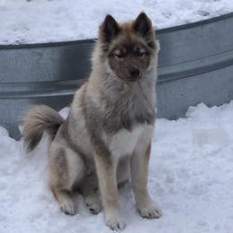 Cadence - Siberian Husky
