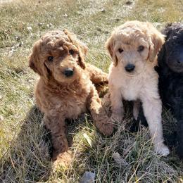 Poodle Puppies from Mountain Ridge Poodles