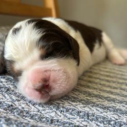 Blackberry - Tri-Roan female English Springer Spaniel puppy in Kellyton, Alabama from Wildwood