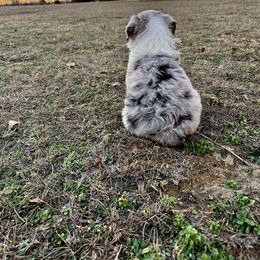 Australian Shepherd Puppies from Aussome Okie Aussies