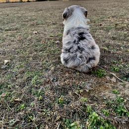 Australian Shepherd Puppies from Aussome Okie Aussies