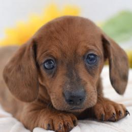 Tucker AKC - Dapple male Dachshund puppy in Coweta, Oklahoma from Sunnyside Dachshunds