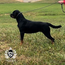 Karma - Rottweiler