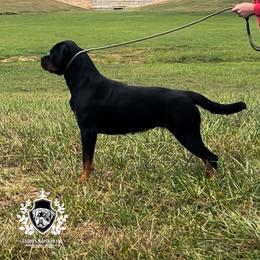 Karma - Rottweiler