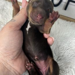 Miranda Lambert - Chocolate and tan female Dachshund puppy in Payette, Idaho from NT Mini Doxies