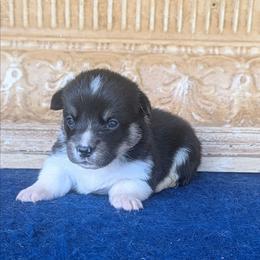 Charles Ingalls - Black and tan male American Corgi puppy in Shawnee, Oklahoma from Sunray Ranch