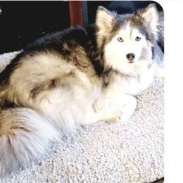 Mimi - Pomsky