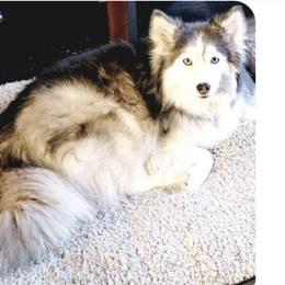 Mimi - Pomsky