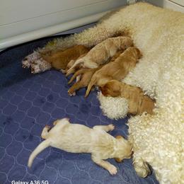 Goldendoodle and Labradoodle Puppies from Caldron Falls Doodles and Poodles