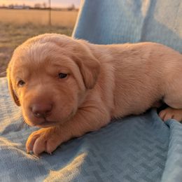 Dilute Retriever and Labrador Retriever Puppies from LC Hunting Labs, LLC.