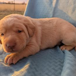 Dilute Retriever and Labrador Retriever Puppies from LC Hunting Labs, LLC.