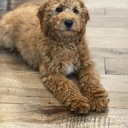 Goldendoodle Puppies from NettyDoodles