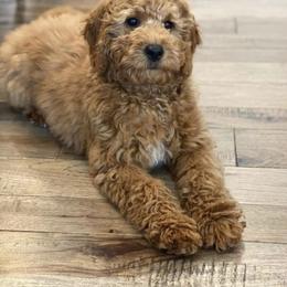 Goldendoodle Puppies from NettyDoodles