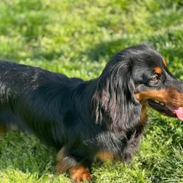 Cyprus - Dachshund