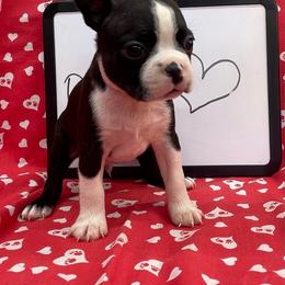 Oscar - Black and white male Boston Terrier puppy in Fillmore, Illinois from Wind Hill Puppies