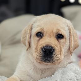 Labrador Retriever Puppies from BAK Forty Ranch