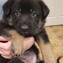German Shepherd Puppies from Levesques German Shepherds