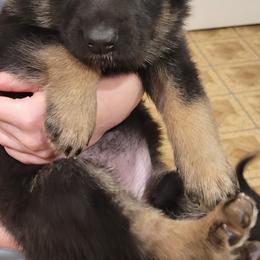 German Shepherd Puppies from Levesques German Shepherds