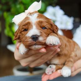Indie - Red  female Goldendoodle puppy in Salado, Texas from Red Ranch Dogs