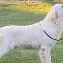 Golden Retrievers from Blair Family Goldens
