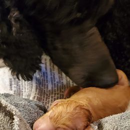 Poodle Puppies from Deborah Busch Poodles