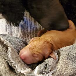 Poodle Puppies from Deborah Busch Poodles