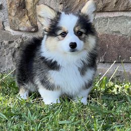 Pembroke Welsh Corgi Puppies from S&K Woodwickcorgis