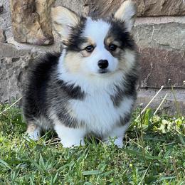 Pembroke Welsh Corgi Puppies from S&K Woodwickcorgis
