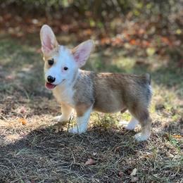 Banner - Sable male Pembroke Welsh Corgi puppy in Hope, Arkansas from Foxy Knoll Farm