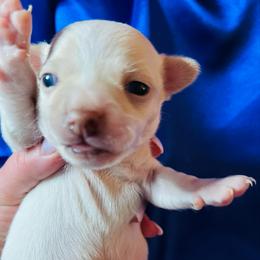 Ace - Cream and white male Chihuahua puppy in Framingham, Massachusetts from Boston Chi Chis