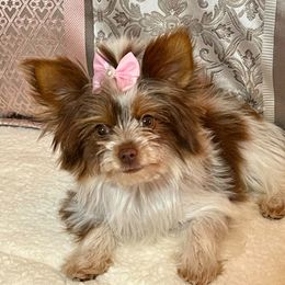 Starla - Yorkshire Terrier