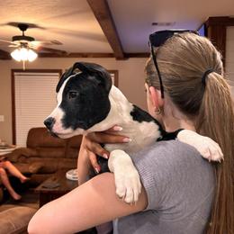 Half Stache - Black brindle female American Staffordshire Terrier puppy in Lizella, Georgia from Àine Amstaffs