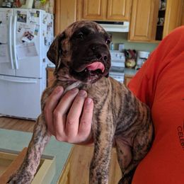Great Dane Puppies from Glacier Danes