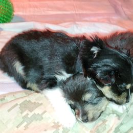 Miniature Australian Shepherd Puppies from M&B Mini Aussies