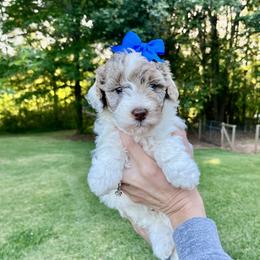 Magnolia - Chocolate merle female Bernedoodle puppy in Carnesville, Georgia from Allie's Southern Doodles