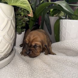 Draco Malfoy - Mahogany and white male Basset Hound puppy in Leroy, Michigan from Iron Sentry Farms