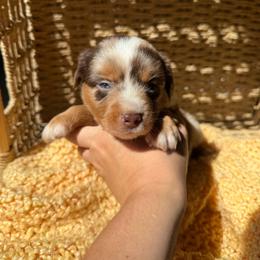 Canyon - Red merle male Miniature Australian Shepherd puppy in Ellendale, North Dakota from Ark Acres Kennels