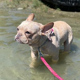 French Bulldogs from Holt Family French Bulldogs