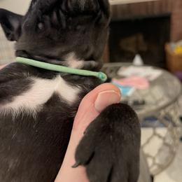 French Bulldog Puppies from JoJo French Bulldogs