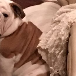 Bulldogs from My Gang Bulldogs