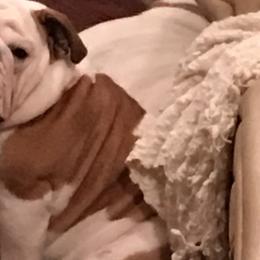 Bulldogs from My Gang Bulldogs