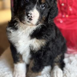 Valentine - Tri-color female Bernedoodle puppy in Carlotta, California from Lost Coast Bernese Mountain Dogs