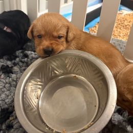 Female 2 - Yellow female Labrador Retriever puppy in Murrieta, California from The Golden Leash Kennels