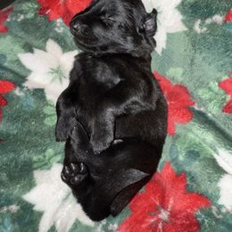 Orange Collar - Fawn sable male Belgian Malinois puppy in Trenton, Georgia from Laeknir K9