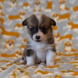Smile - Red female Pembroke Welsh Corgi puppy in Arcanum, Ohio from Weissway Corgis