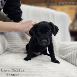 Rebecca - Black female Labrador Retriever puppy in Boyd, Minnesota from Lindley Labradors