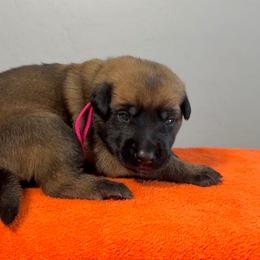 Ahsoka (Hot Pink) - Mahogany female Belgian Malinois puppy in Buckeue, Arizona from Légende Vivante Du Chief Kennel