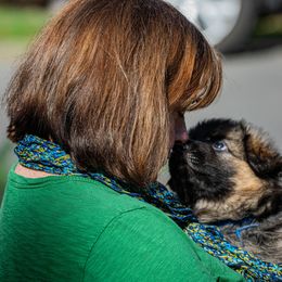 German Shepherd Puppies from Starry Night German Shepherd Dogs