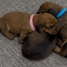 Girl 3 - Red female Dachshund puppy in Miami, Florida from Marble Dachshunds
