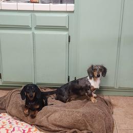 Dachshund puppies from Elegancia Vintage Xoloitzcuintle